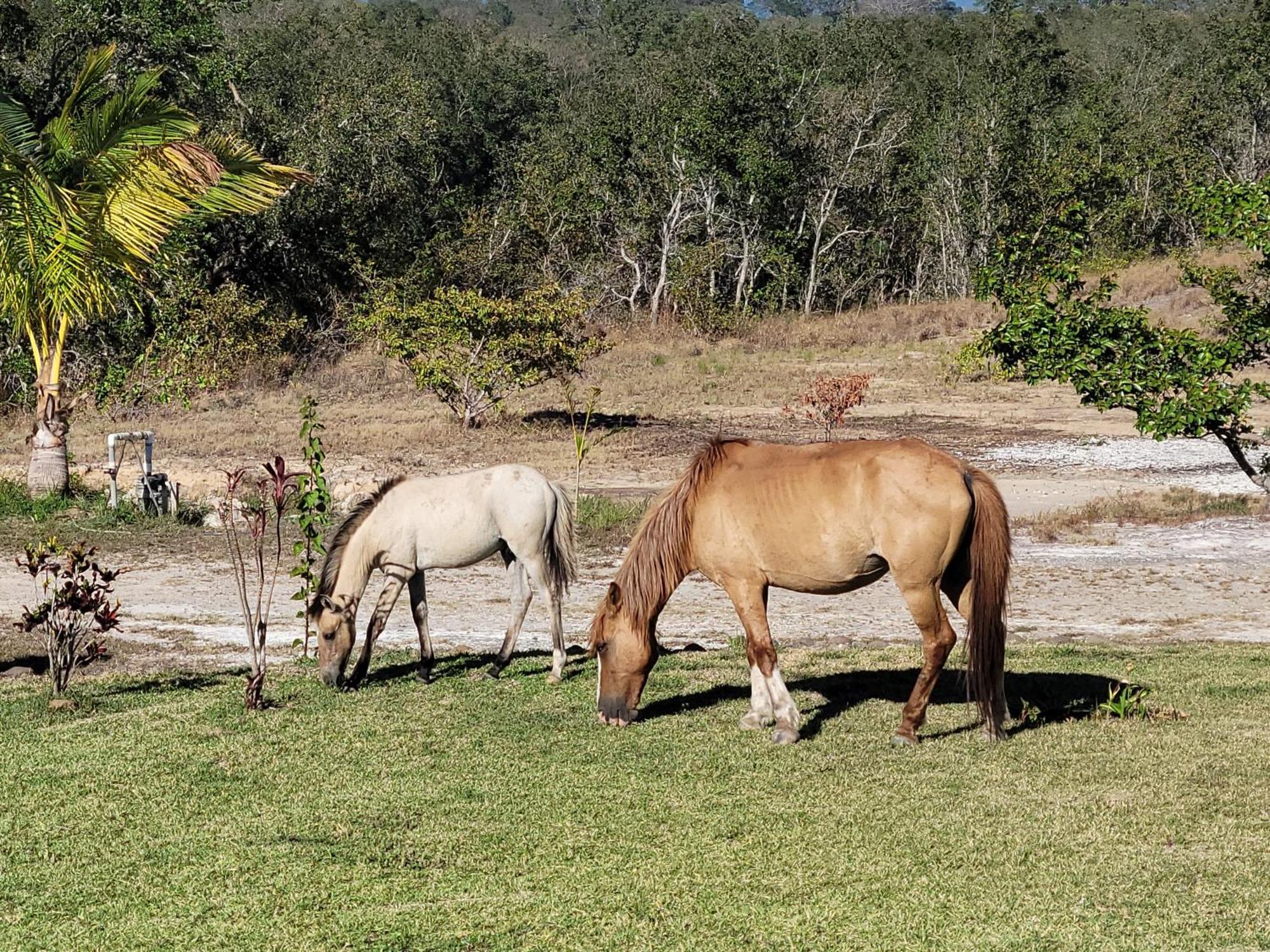 Hacienda En Los Volcanes Guayabo  Luaran gambar