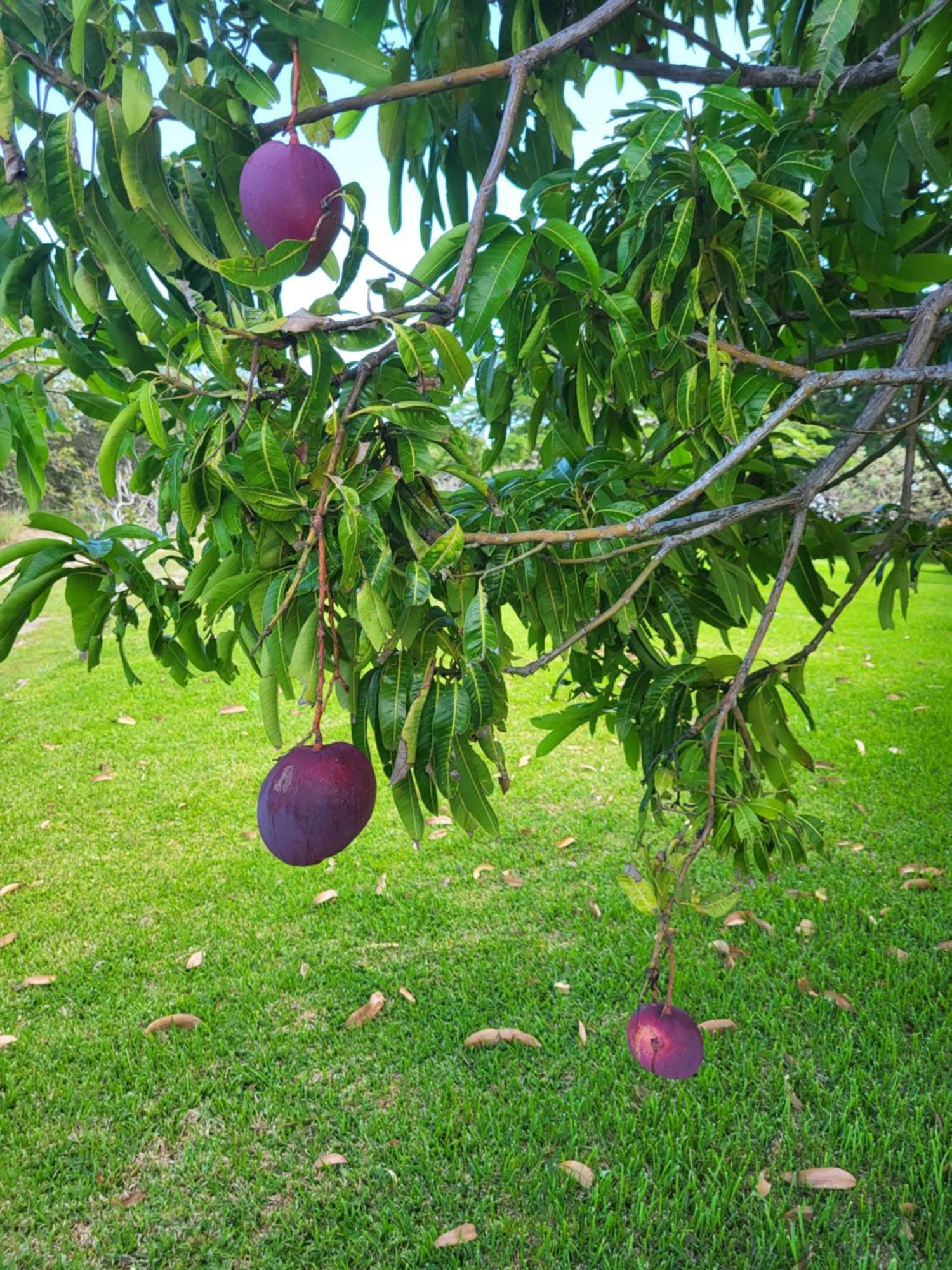 Hacienda En Los Volcanes Guayabo  Luaran gambar